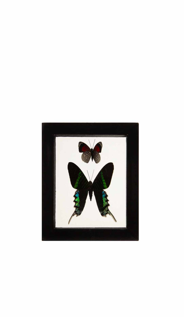 Butterflies in Double-Paned Glass and Ebonized Frame, 5.75" H
