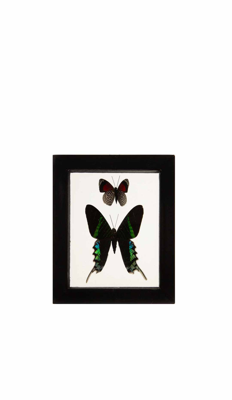 Butterflies in Double-Paned Glass and Ebonized Frame, 5.75" H
