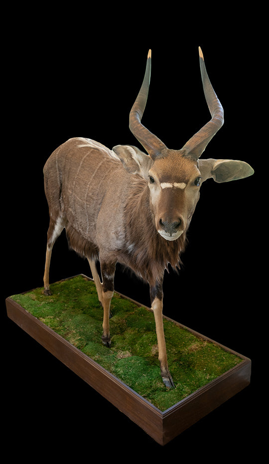 Full Sized Nyala Taxidermy