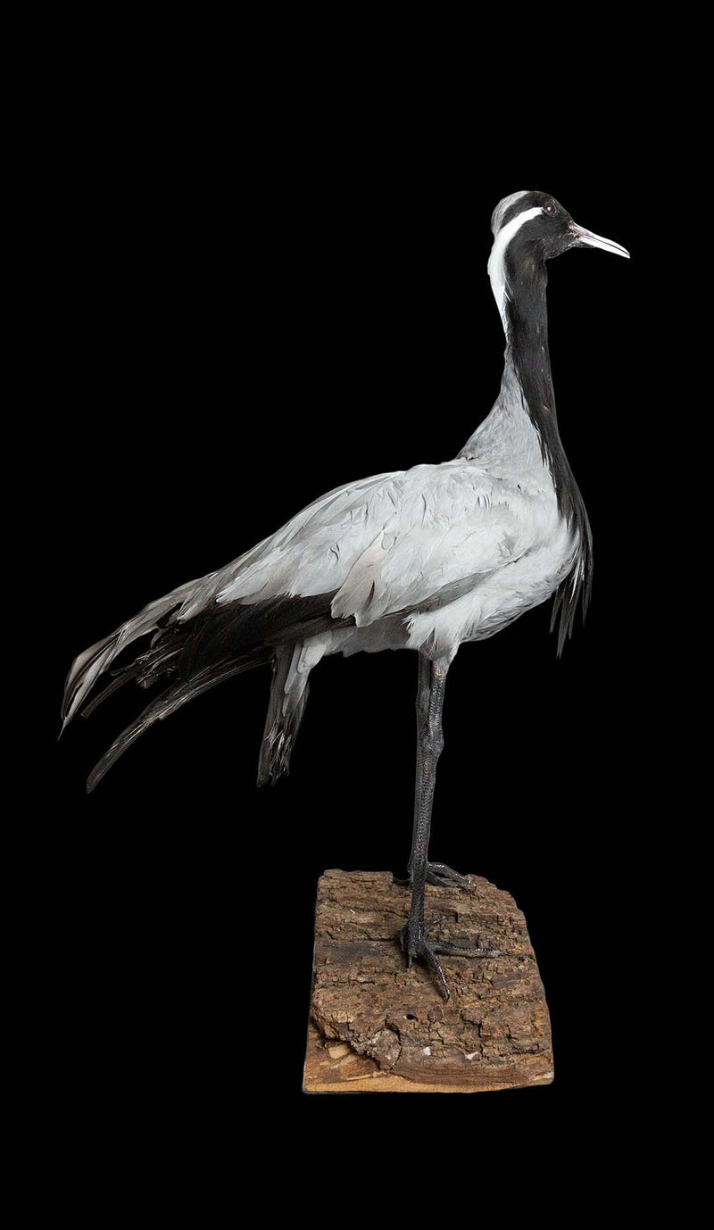 Demoiselle Crane Taxidermy