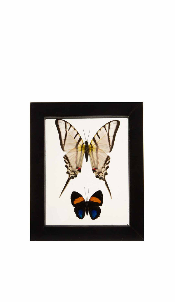 Butterflies in Double-Paned Glass and Ebonized Frame, 5.75" H