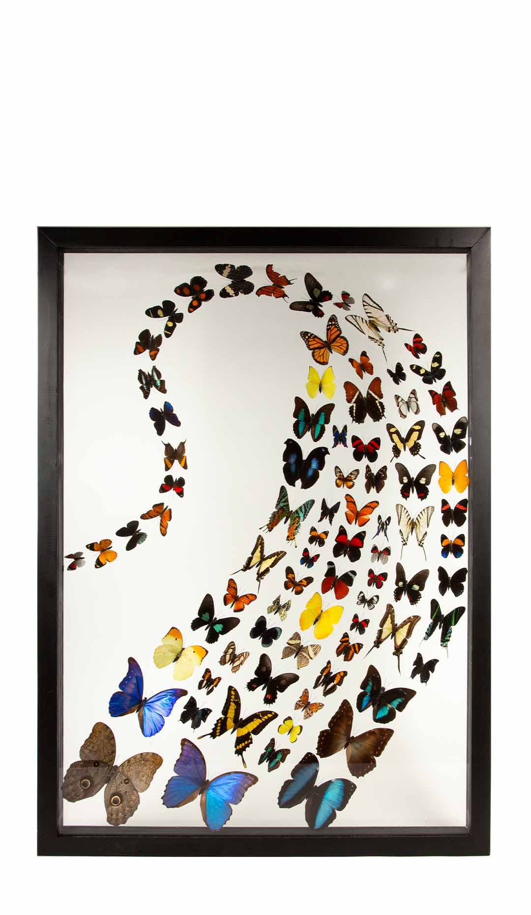 Large Framed Butterfly Swarm - 36