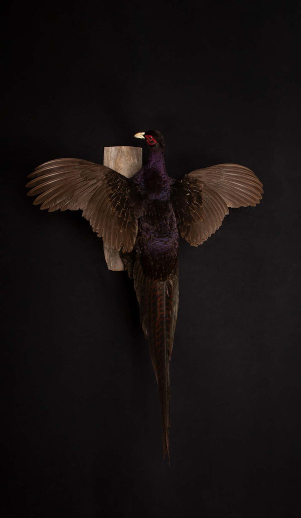 Black Mutant Reeves Pheasant
