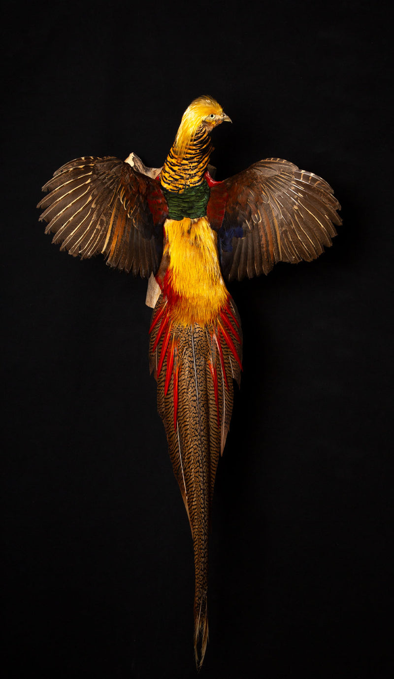 Exquisite Wall-Mounted Flying Red Golden Amherst Pheasant Decor