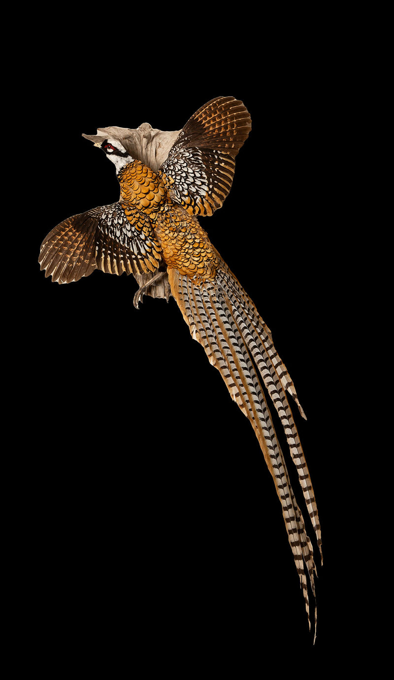 Regal Elegance: The Reeves Pheasant - A Flying Taxidermy Masterpiece