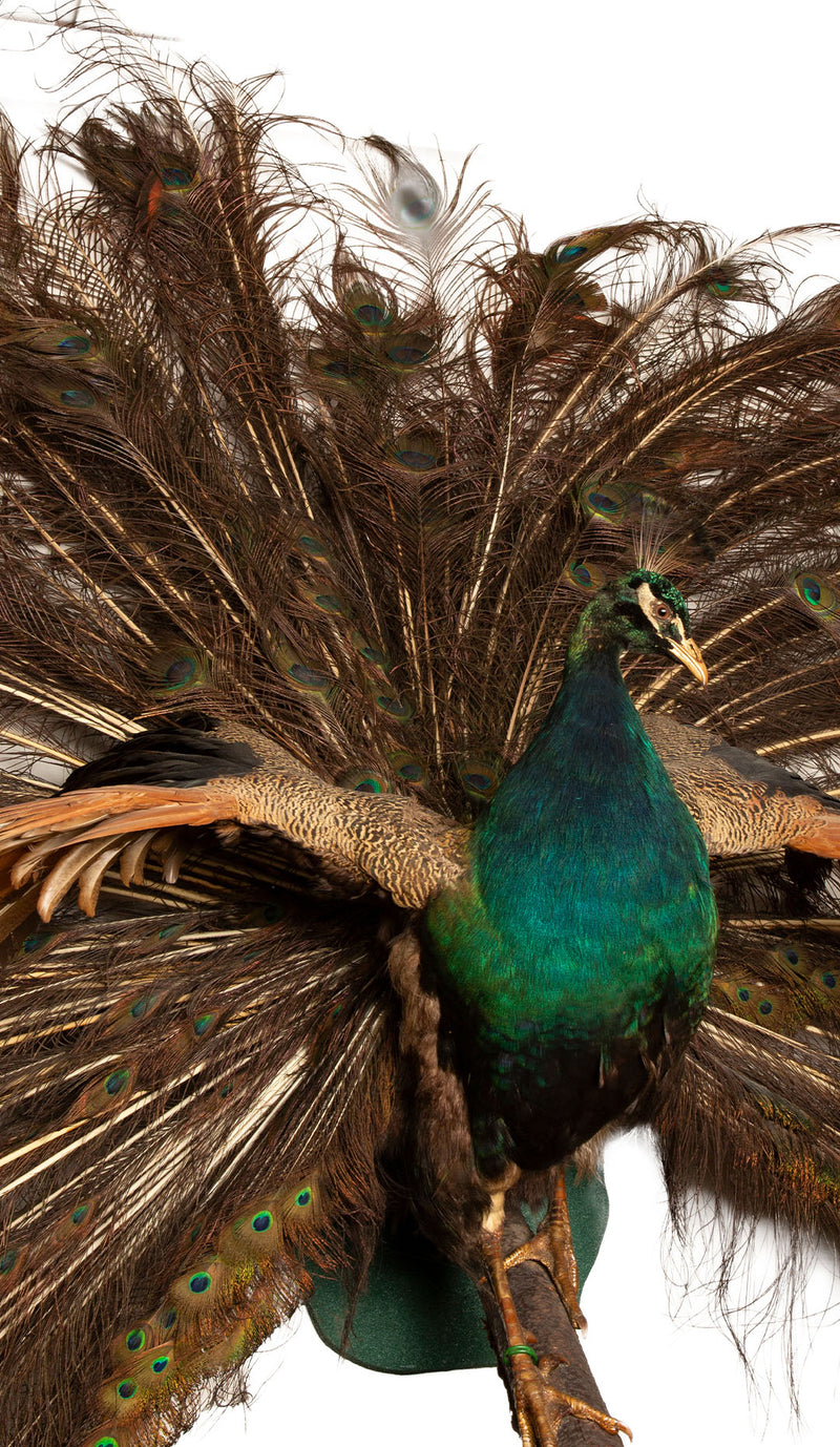 Exquisite Wall-Mounted Indian Blue Peacock Taxidermy: Feathers in Full Splendor