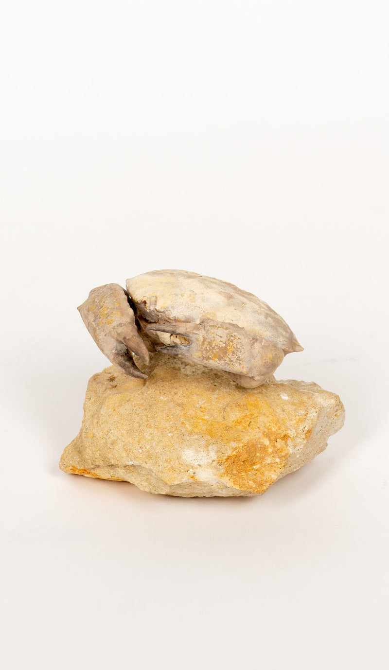 Fossilized Crab