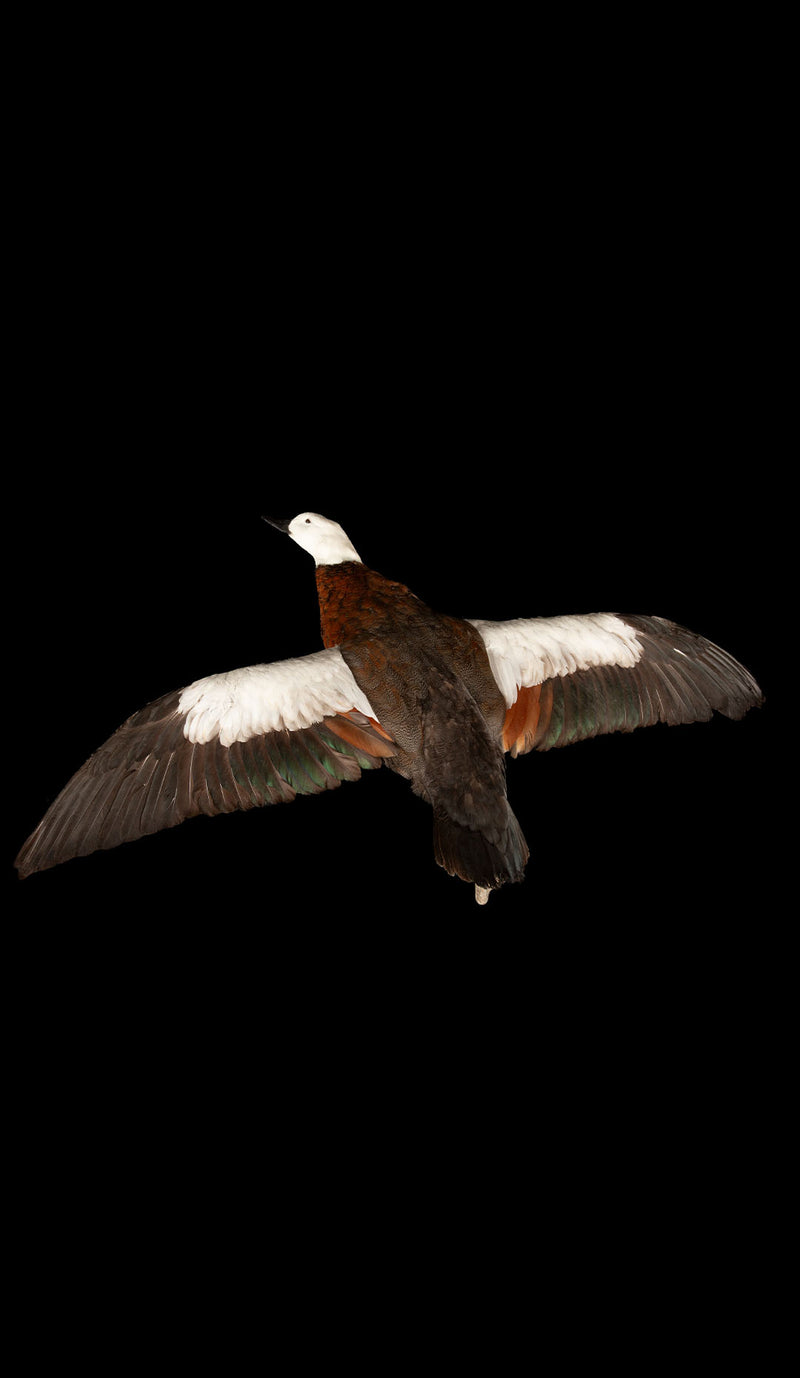 Taxidermy Paradise Shelduck in Flight (Tadorna variegata)