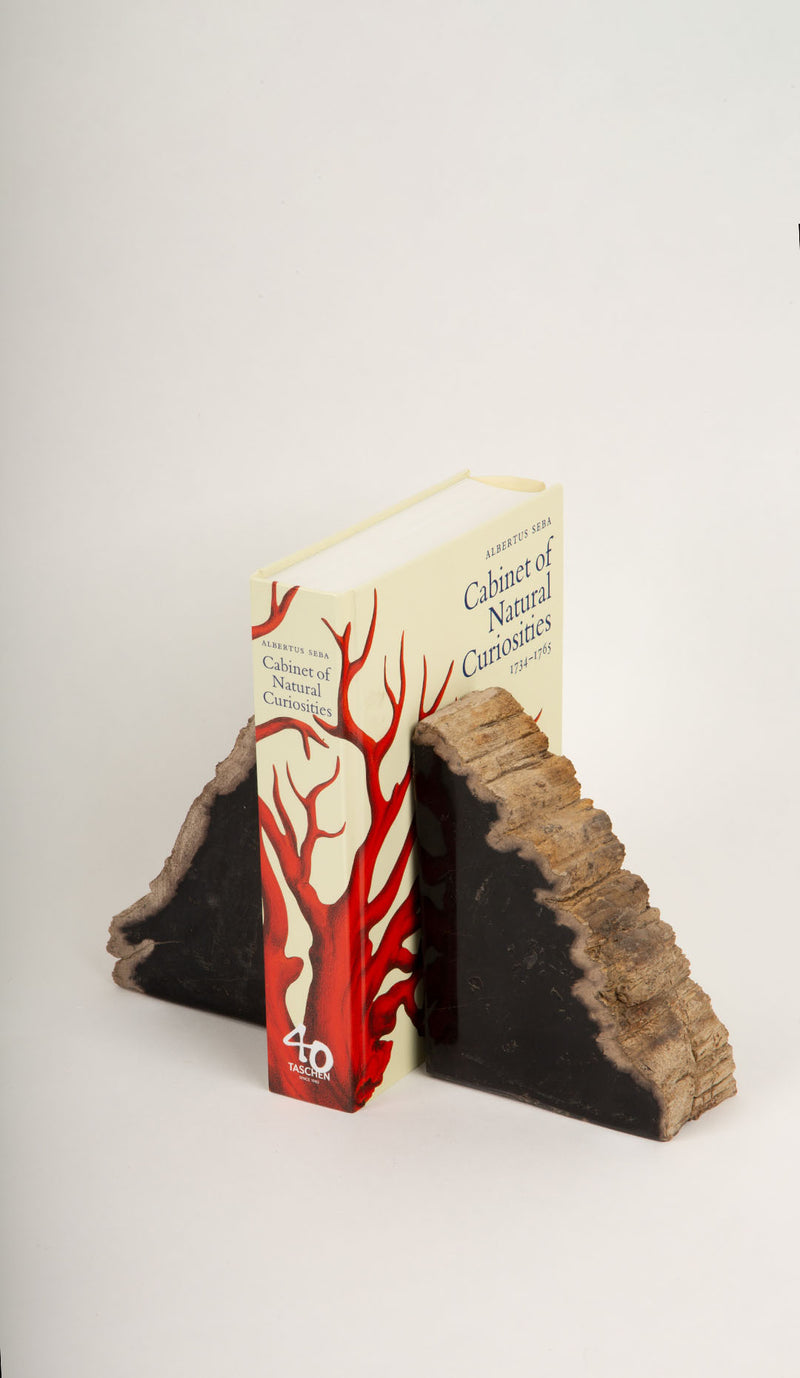 Petrified Wood Book Ends