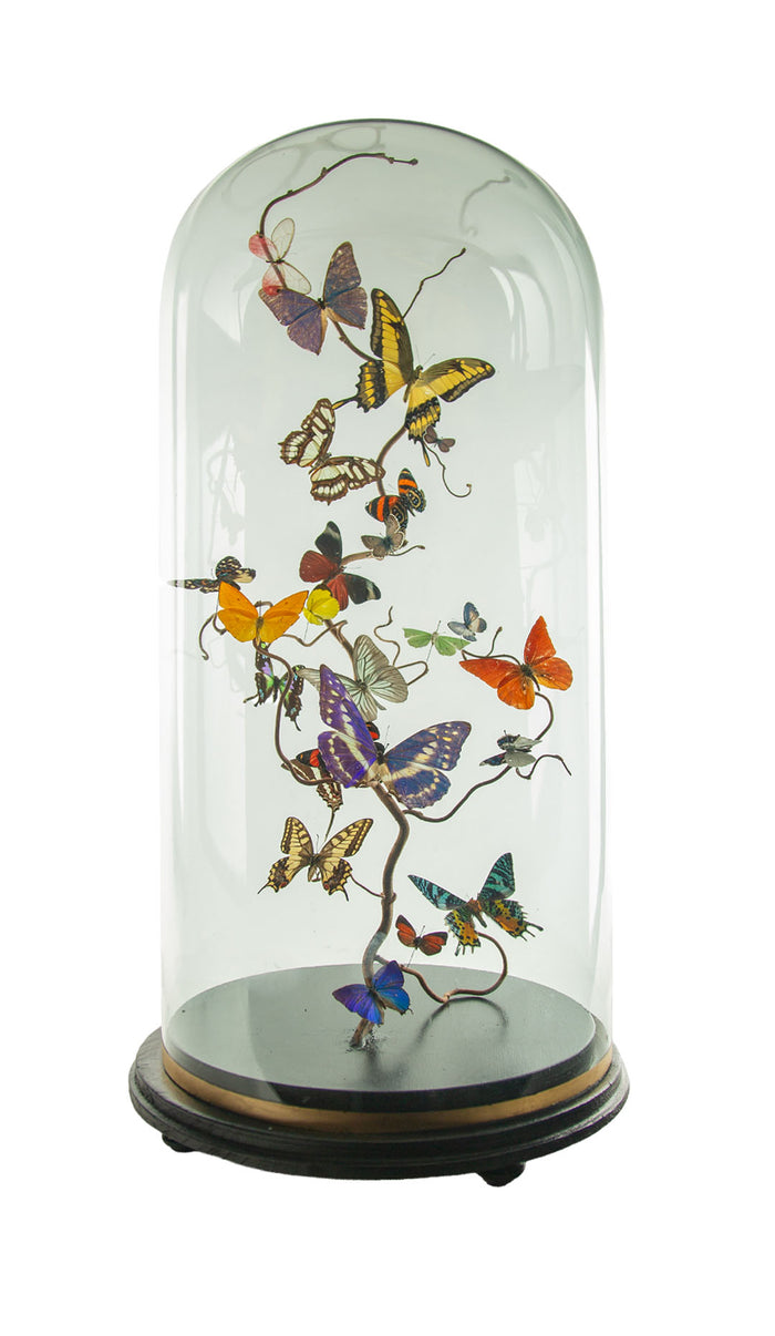 Hasharat “Summer Garden” Butterfly Specimen Display in 19th-Century Glass Dome