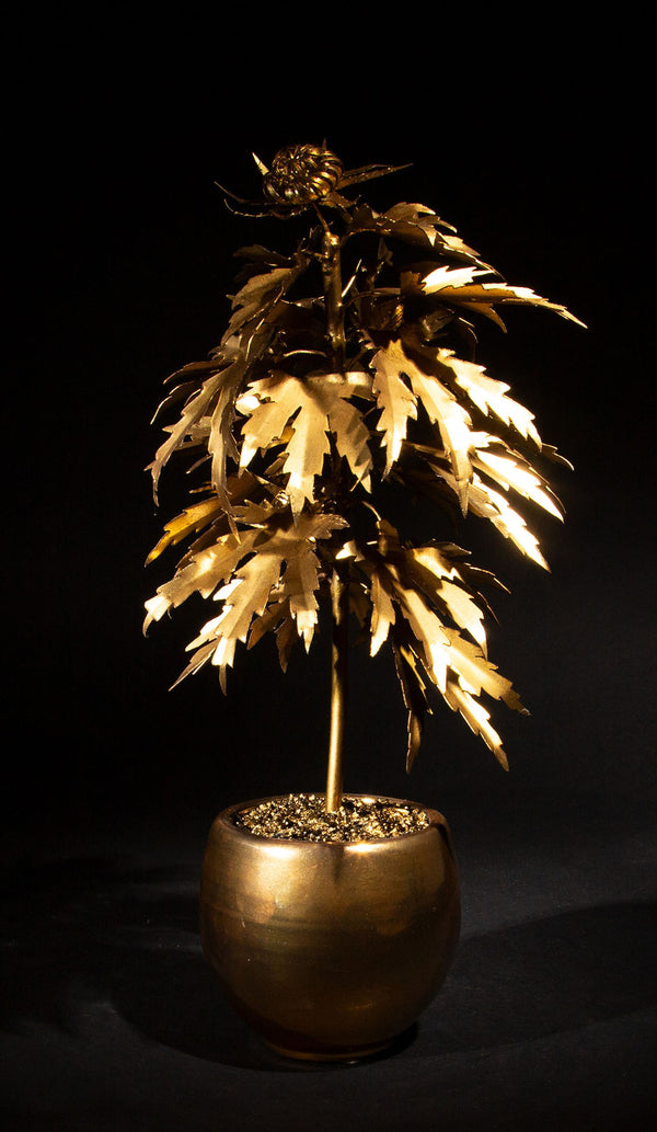 Luxury Leaf: The Acapulco Gold-Inspired Park Avenue Pot Plant