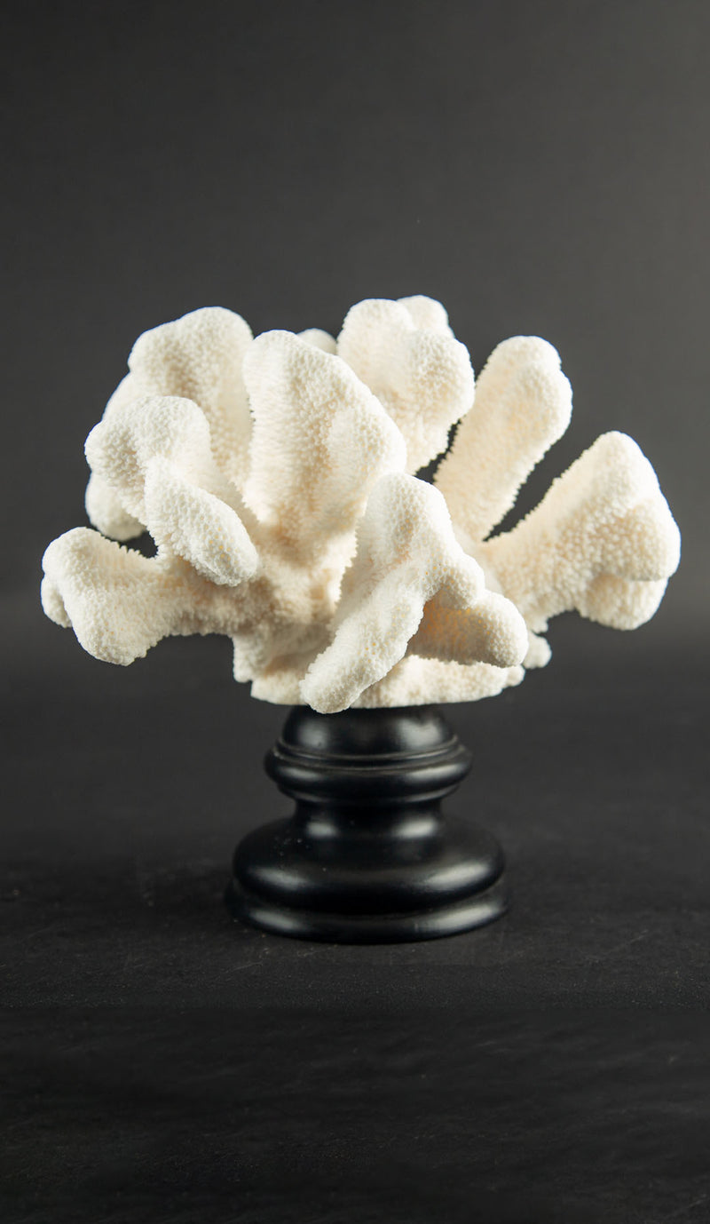 White Cat’s Paw Coral Specimen on Hand-Turned Italian Black Lacquer Pedestal