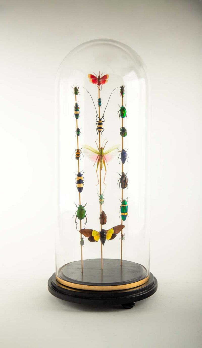 Totems II by Hasharat – Entomological Sculpture Under a 19th Century Glass Dome