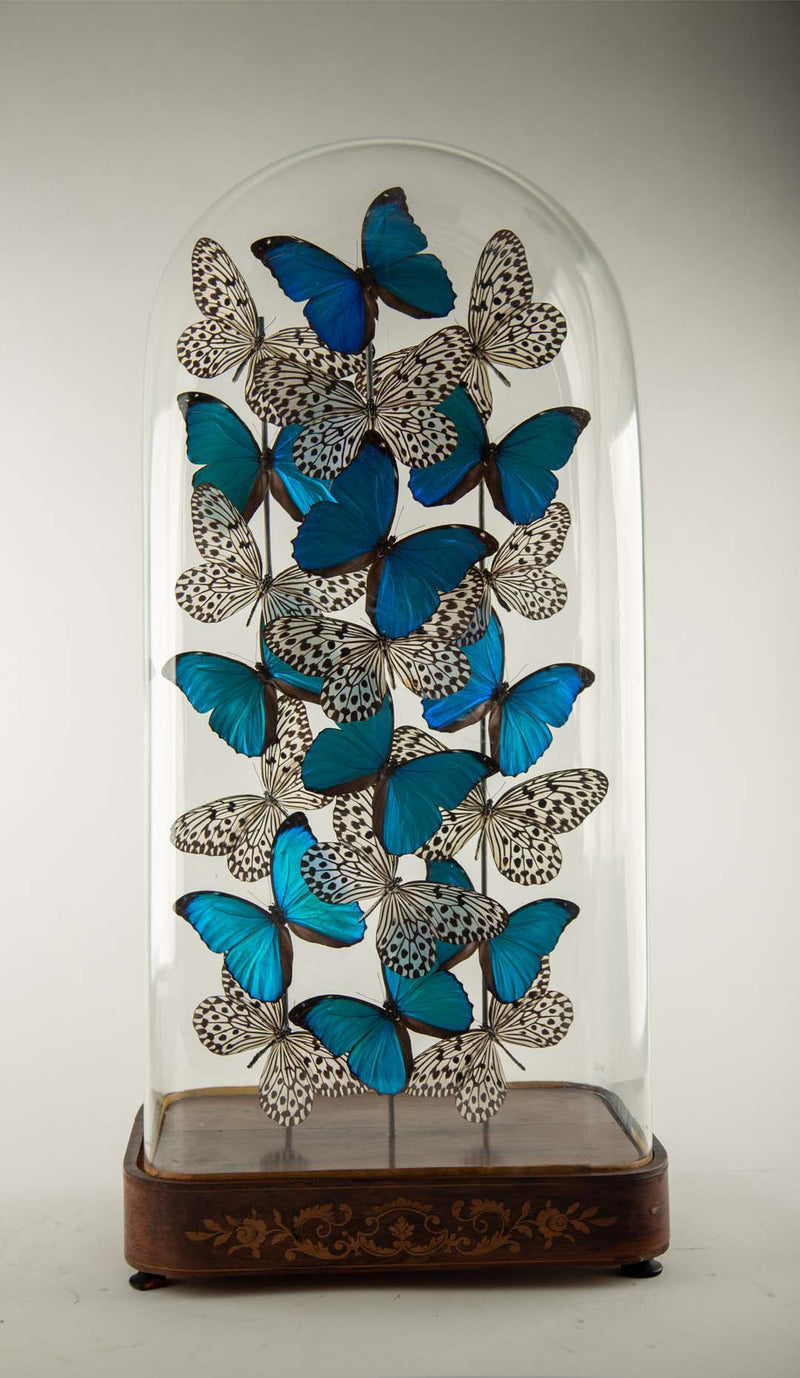 Halcyon by Hasharat: Cobalt Morpho Butterflies Under a 19th-Century Glass Dome