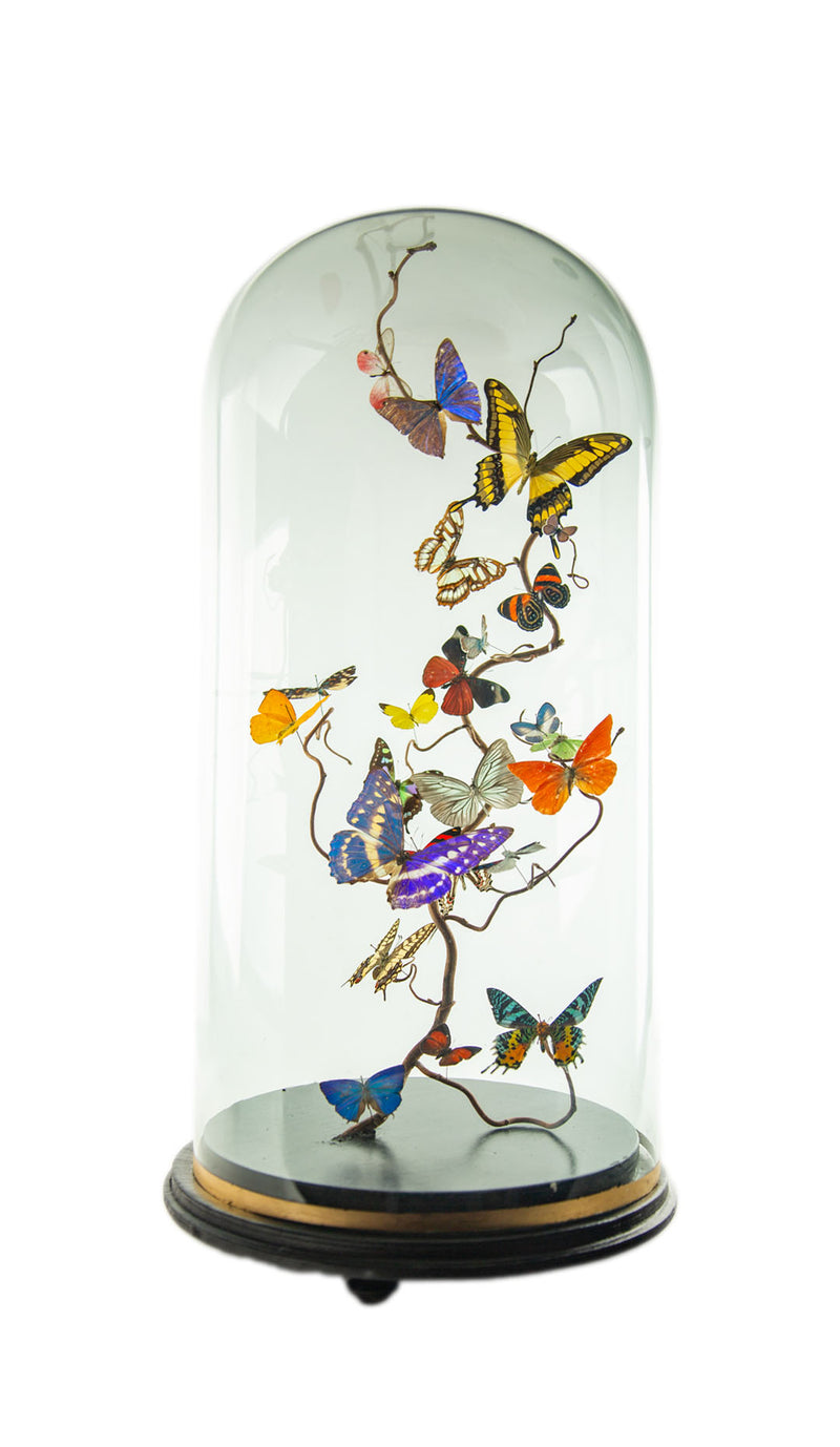 Hasharat “Summer Garden” Butterfly Specimen Display in 19th-Century Glass Dome