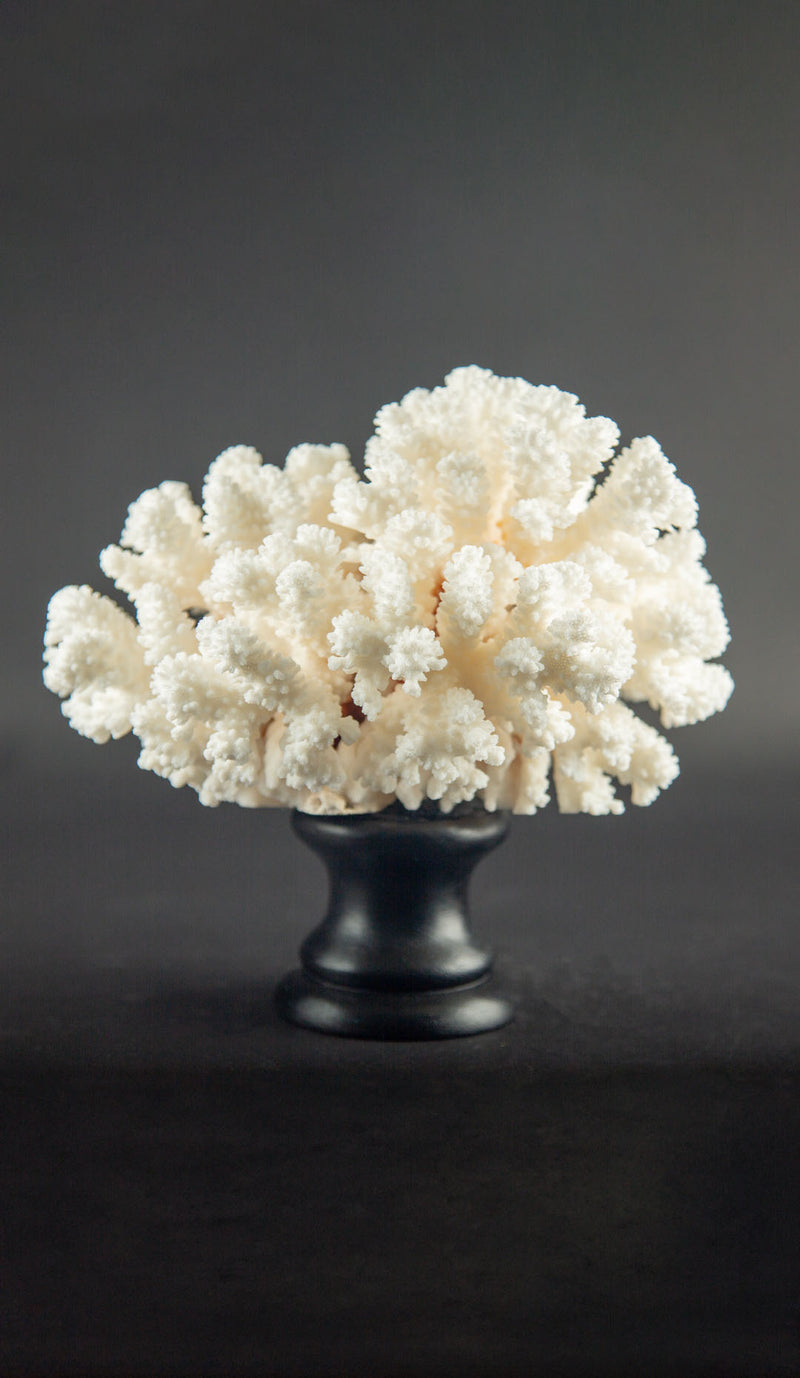 White Brown Stem Coral Specimen on Hand-Turned Italian Black Lacquer Pedestal