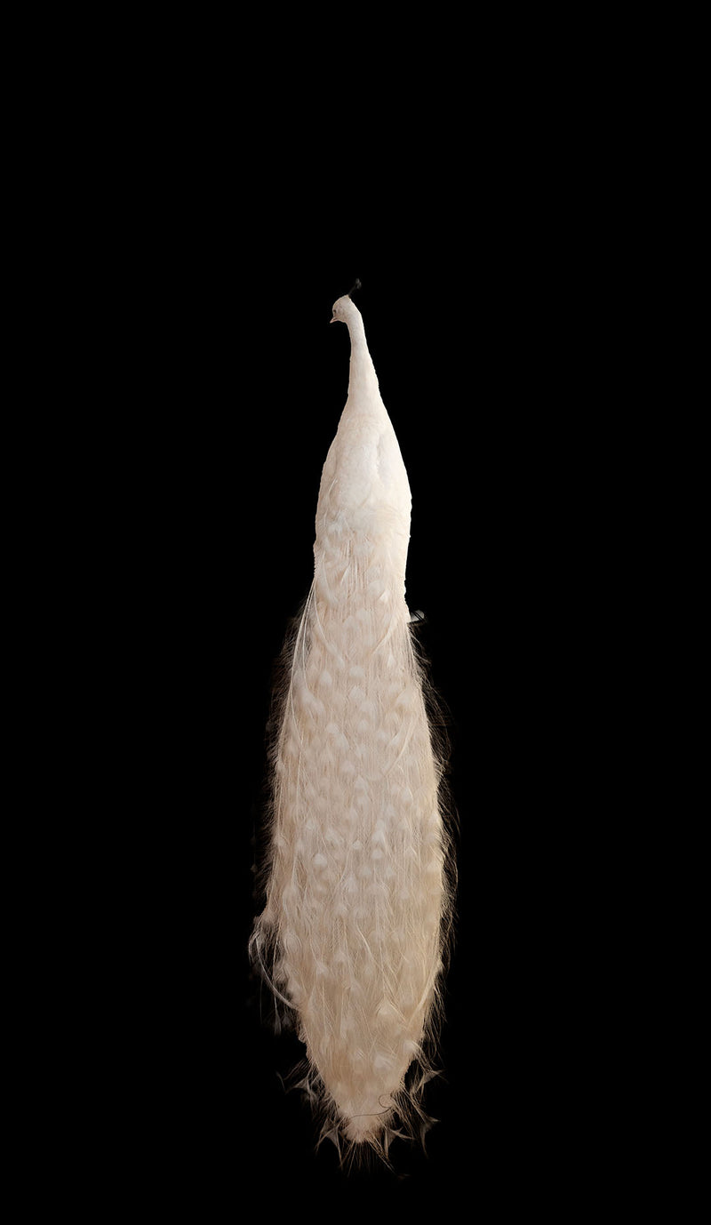 Exquisite Albino Peacock Taxidermy: A Majestic Display of Rarity and Elegance