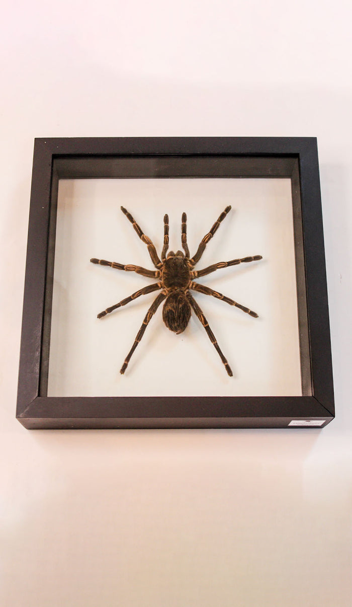 Framed Peruvian Tarantula, Lasiodorides striatus