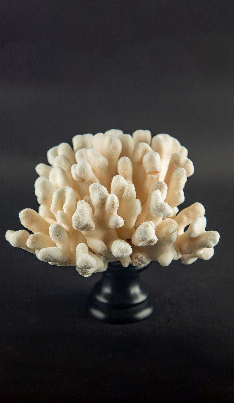 Ivory Cat’s Paw Coral Specimen on Italian Black Lacquer Pedestal