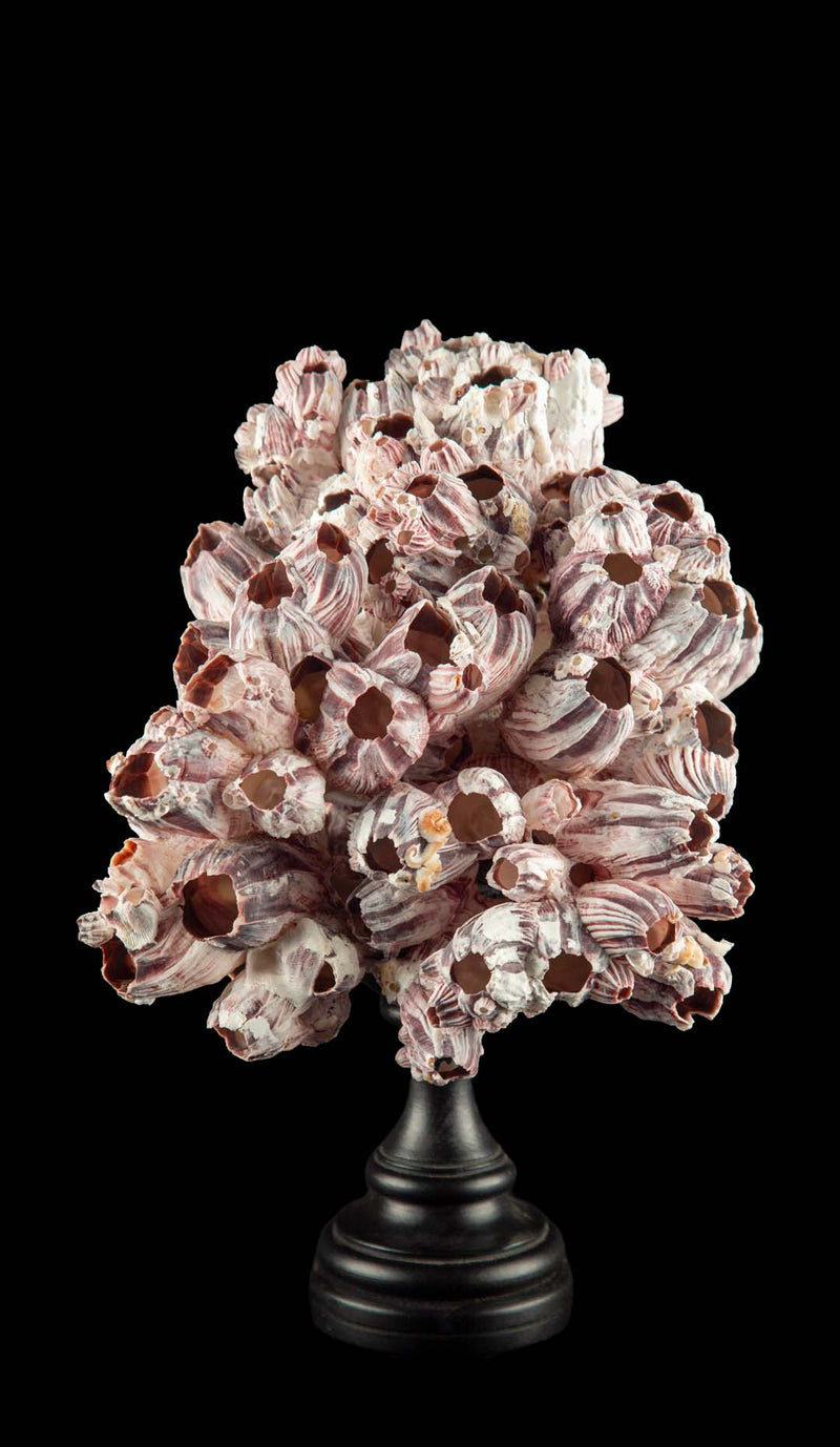 Mounted Acorn Barnacle