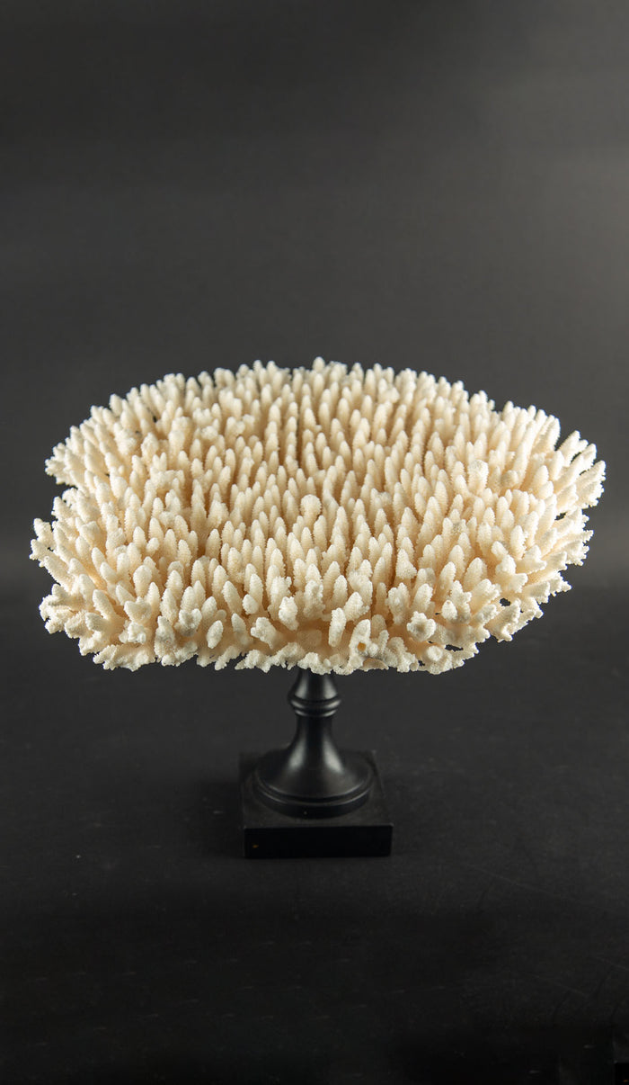 White Table Coral Specimen on Hand-Turned Italian Black Lacquer Pedestal