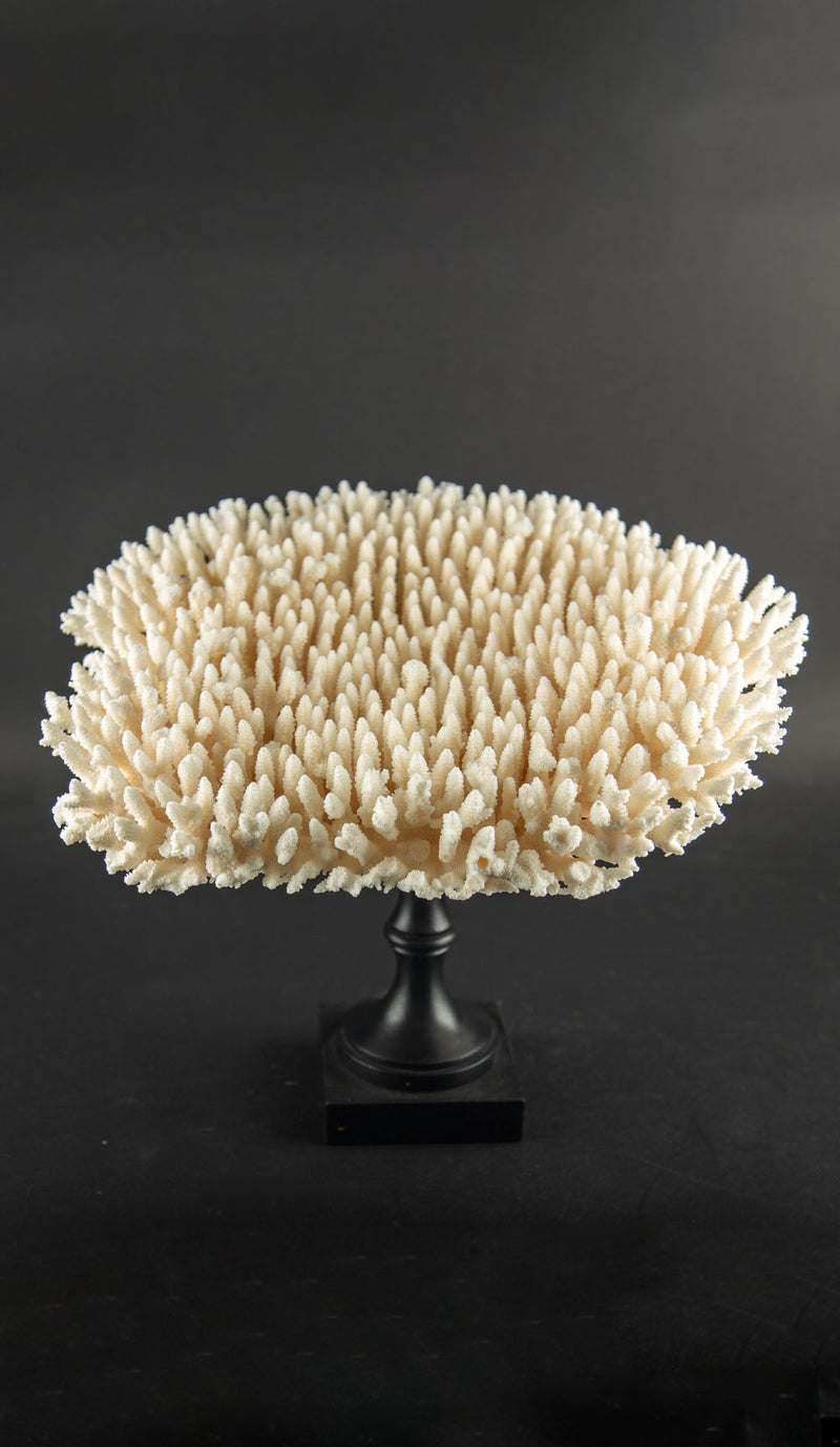 White Table Coral Specimen on Hand-Turned Italian Black Lacquer Pedestal