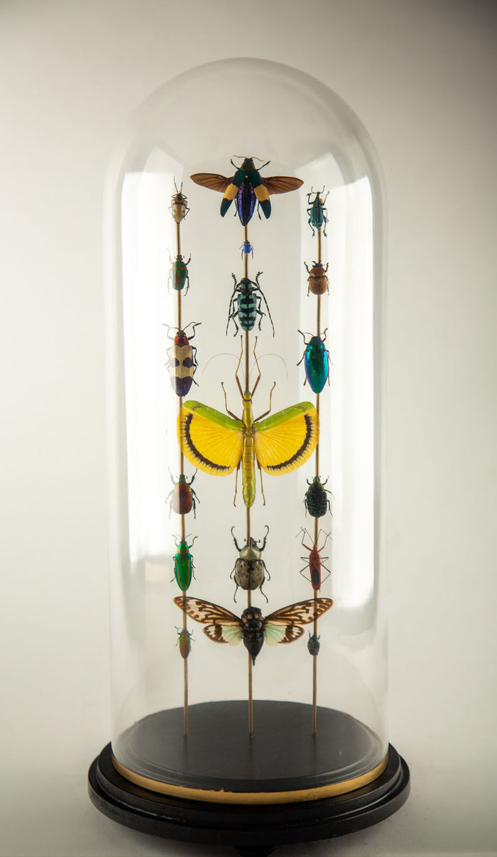 Hasharat, Totems III: Entomological Composition in a 19th-Century Glass Dome