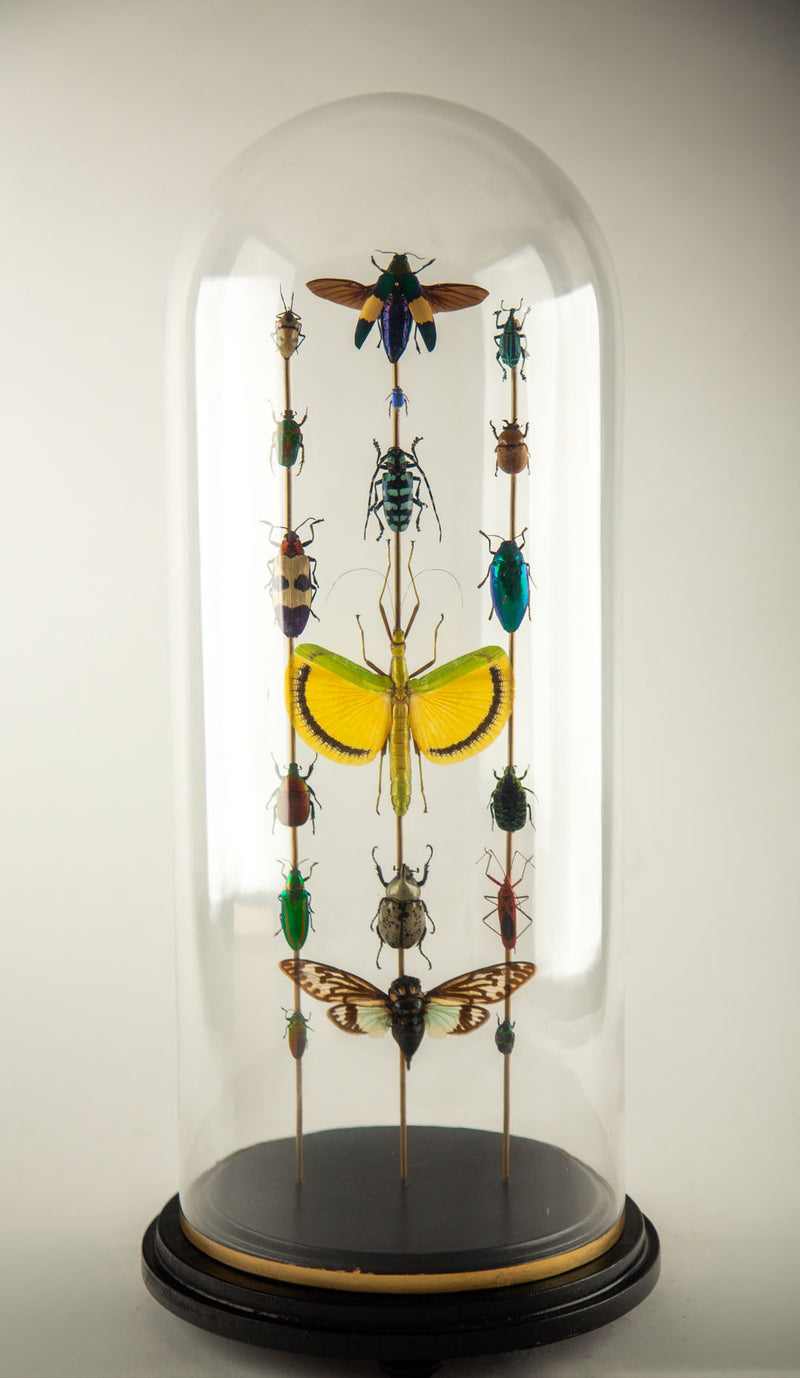 Hasharat, Totems III: Entomological Composition in a 19th-Century Glass Dome