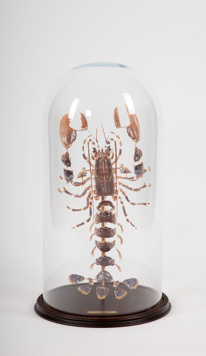 Deconstructed Lobster (Homarus Gammarus) Specimen Under Glass Dome, 28"H