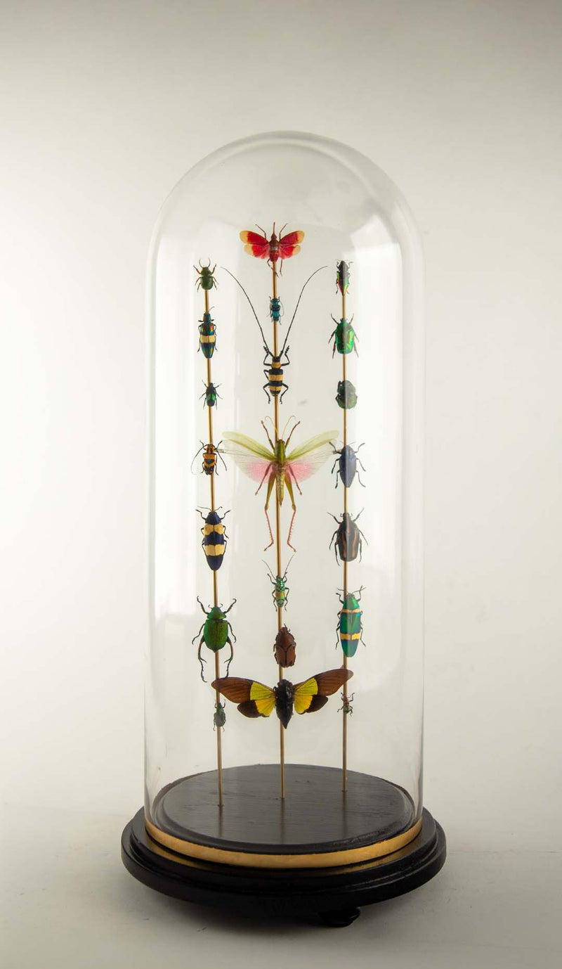 Totems II by Hasharat – Entomological Sculpture Under a 19th Century Glass Dome