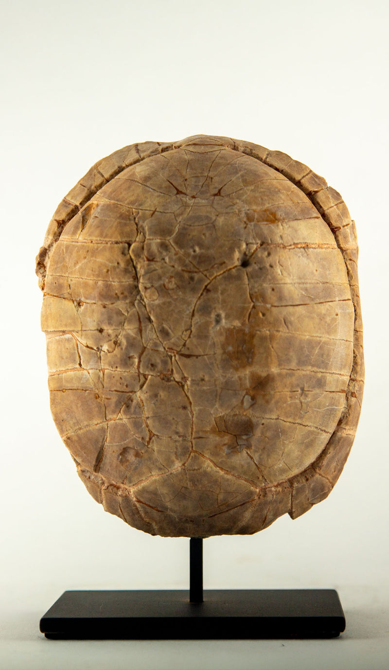 Miocene Fossilized Turtle Carapace on Iron Stand, 5–23 Million Years Old
