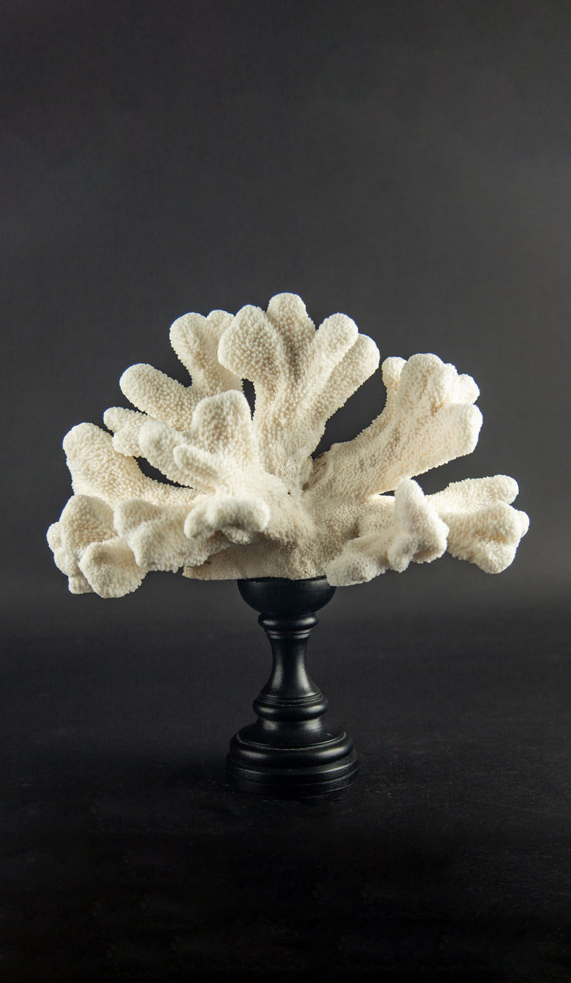 Sculptural White Cat’s Paw Coral on Italian Black Lacquer Pedestal