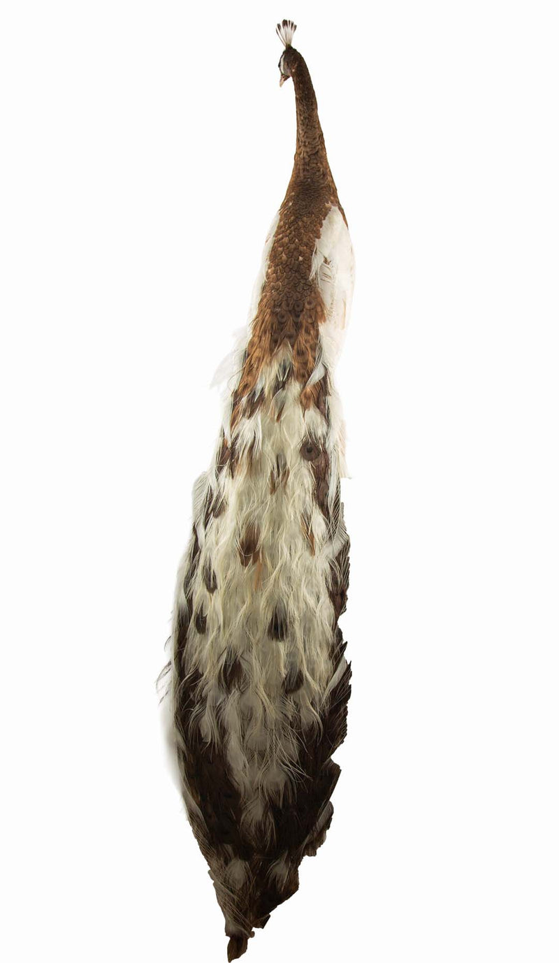 Exquisite Pied Peacock Taxidermy: A Majestic Display of Rarity and Elegance