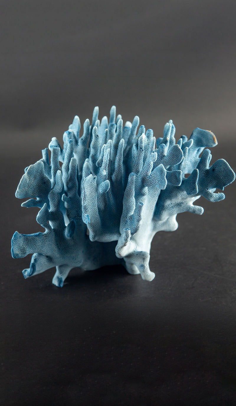 Sculptural Indo-Pacific Blue Coral Specimen with Intricate Branching Formation