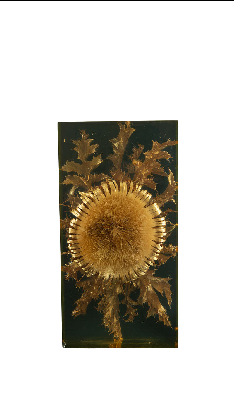 The Preserved Bloom: Mid C Thistle & Leaves in Lucite by Pierre Giraudon, 11.5"H