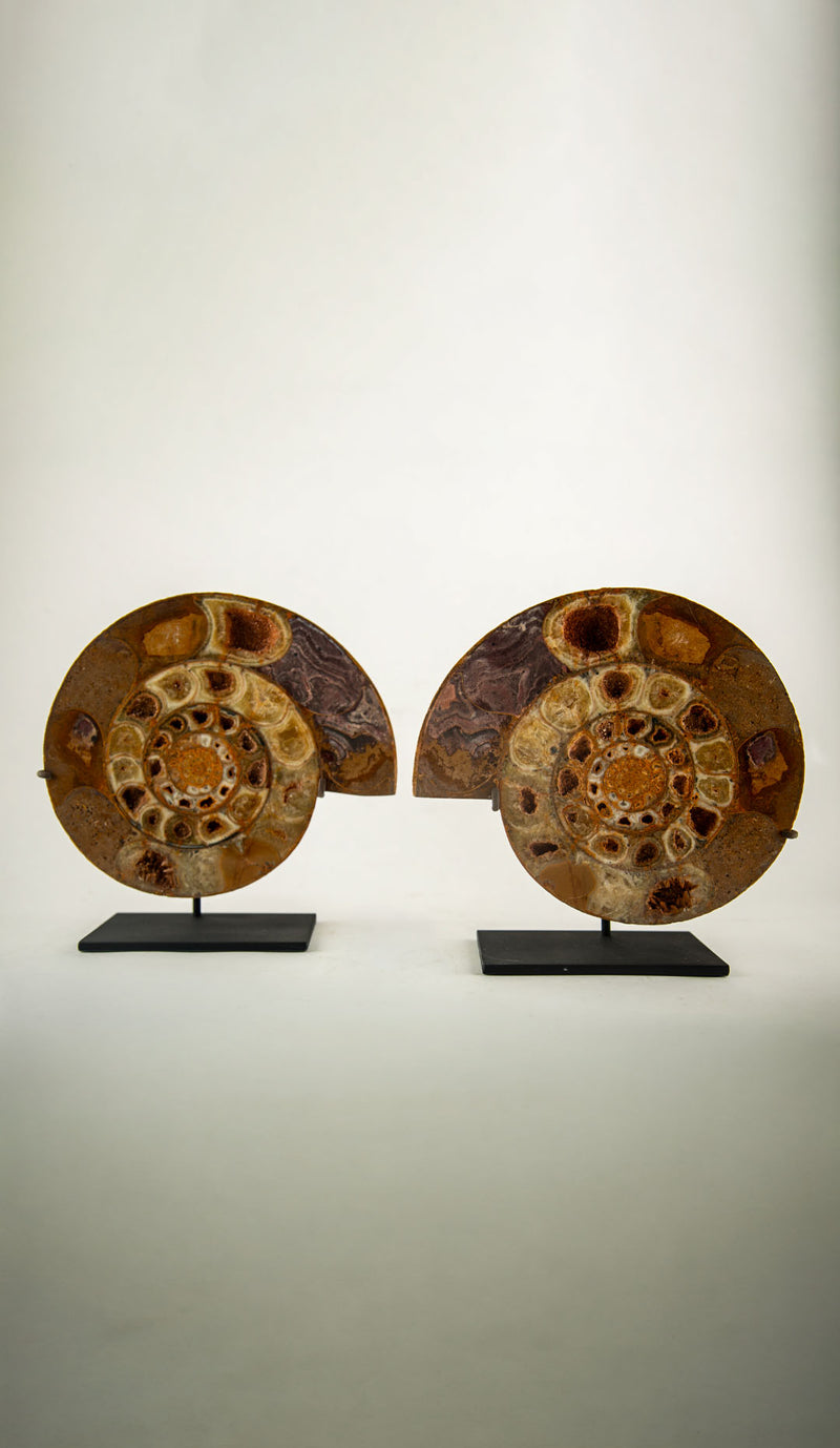 Pair of Jurassic–Cretaceous Polished Ammonite Fossils on Stands