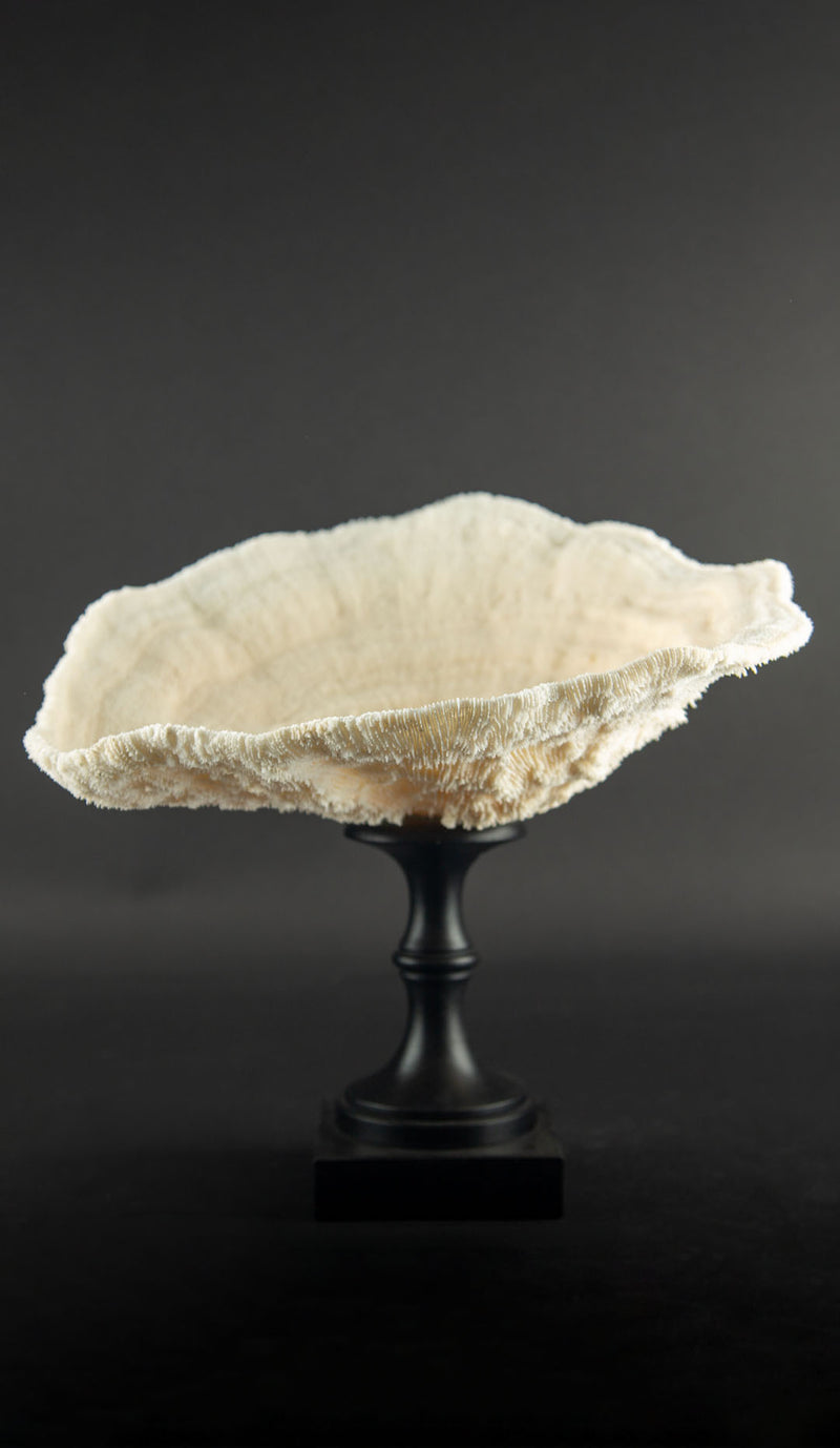 White Cup Coral on Custom Italian Black Lacquer Mount