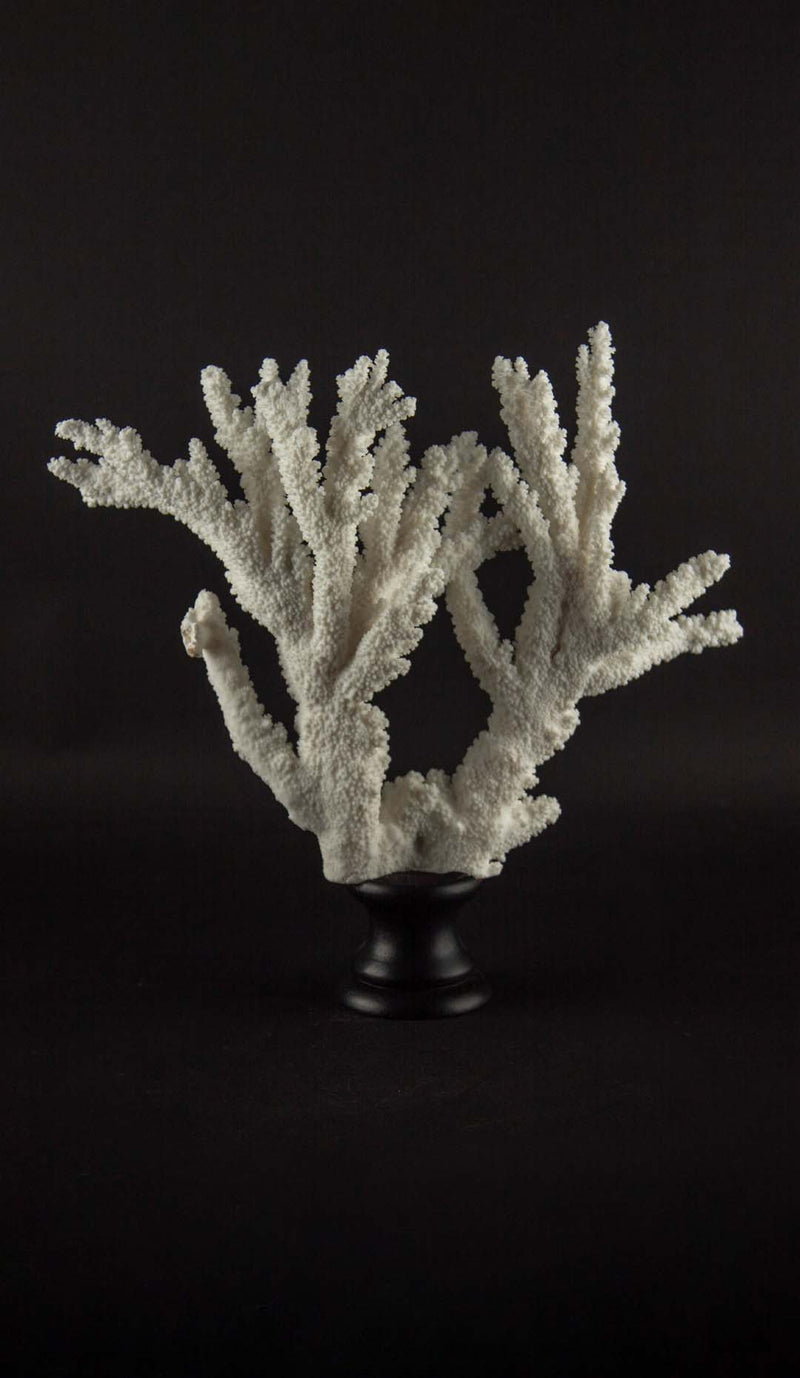 Large Mounted White Branch Coral Specimen