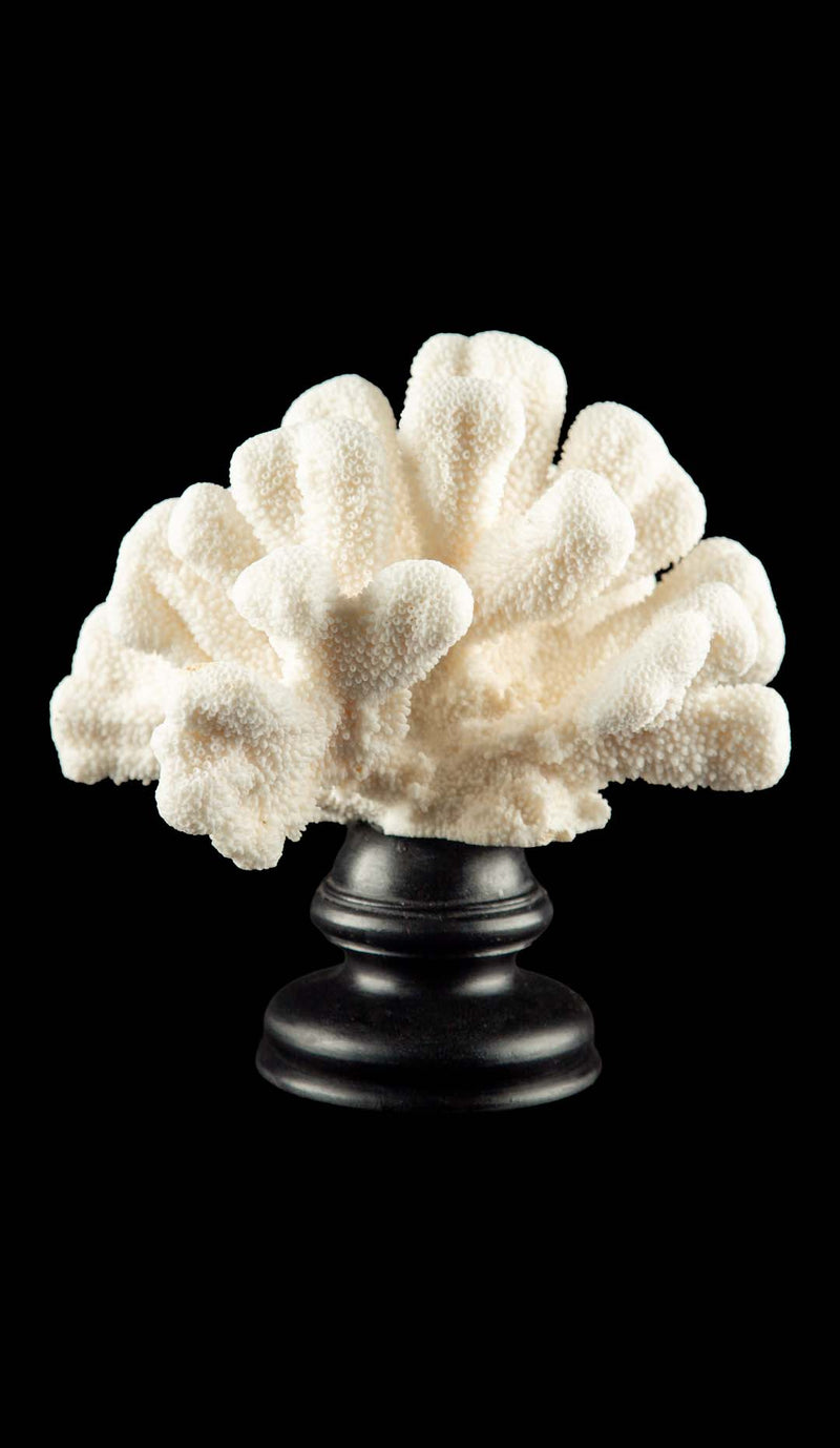 Mounted Catspaw Coral