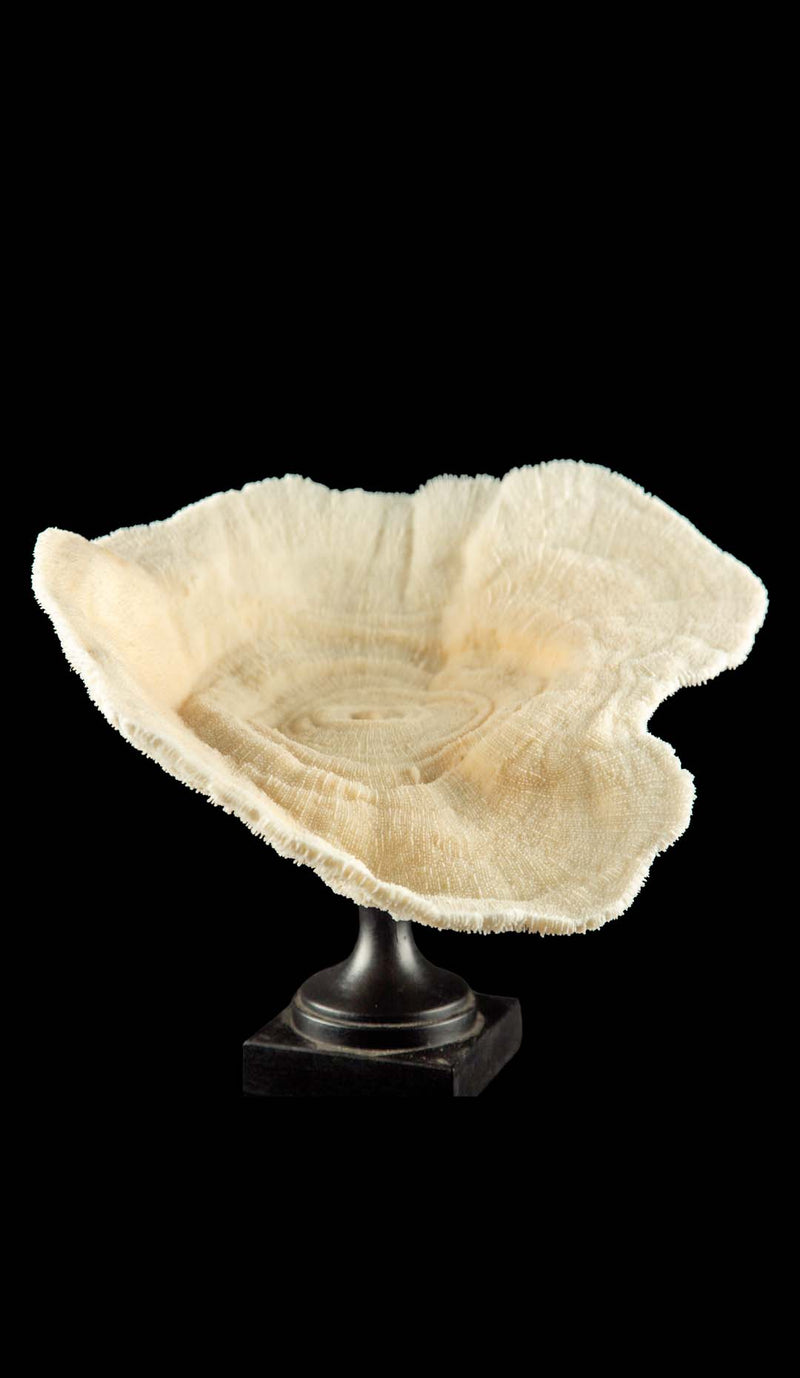 Mounted Natural Specimen of Cup Coral