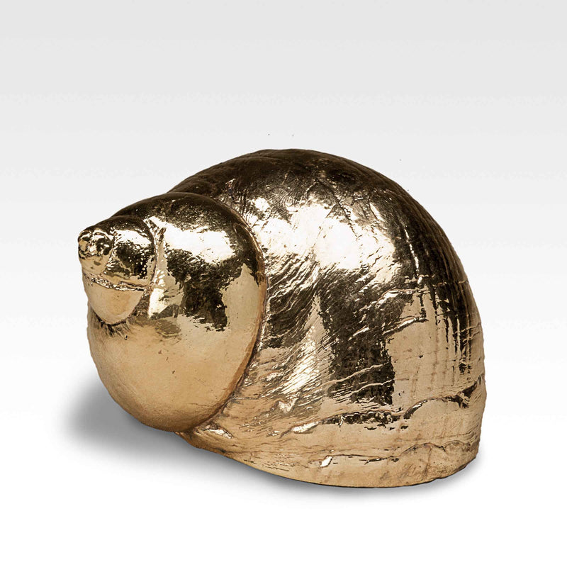 Gilded Burgus Andreina Shell