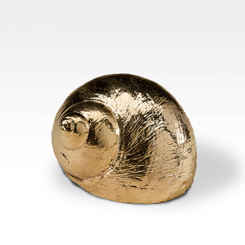 Gilded Burgus Lineate Shell