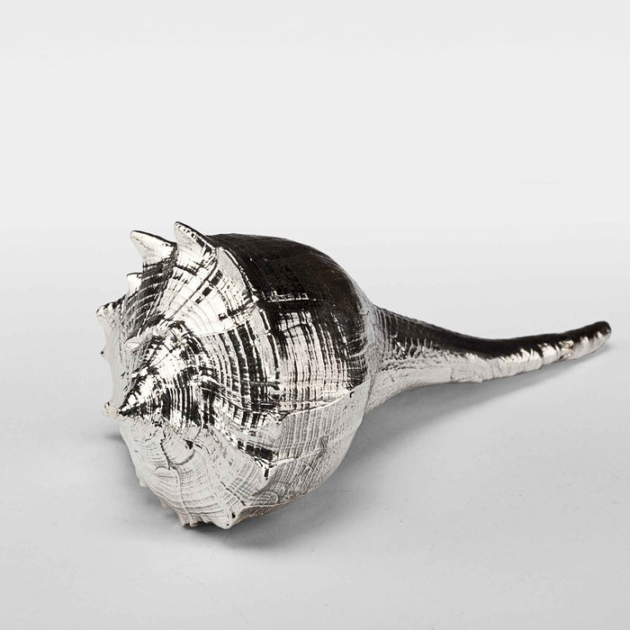 Silvered Busycon Shell