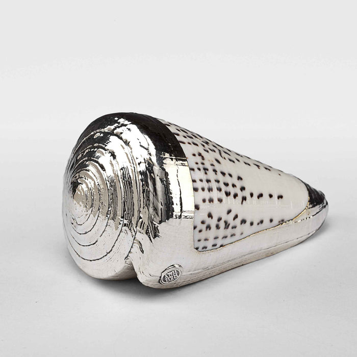 Partially Silvered Conus Leopard Shell