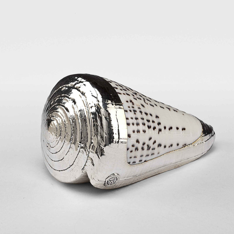 Partially Silvered Conus Leopard Shell