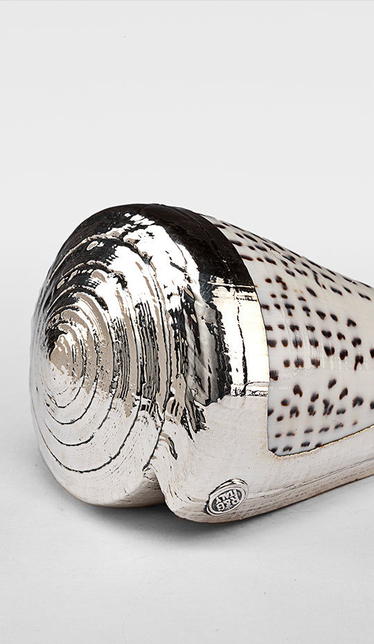 Partially Silvered Conus Leopard Shell