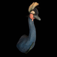 Crowned Crane