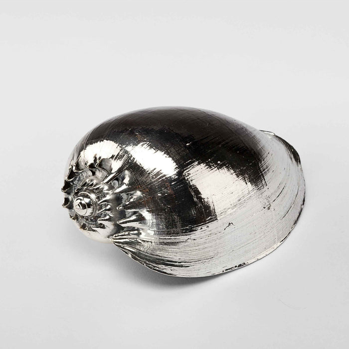Silvered Cymbiola Shell