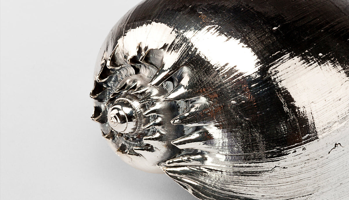 Silvered Cymbiola Shell