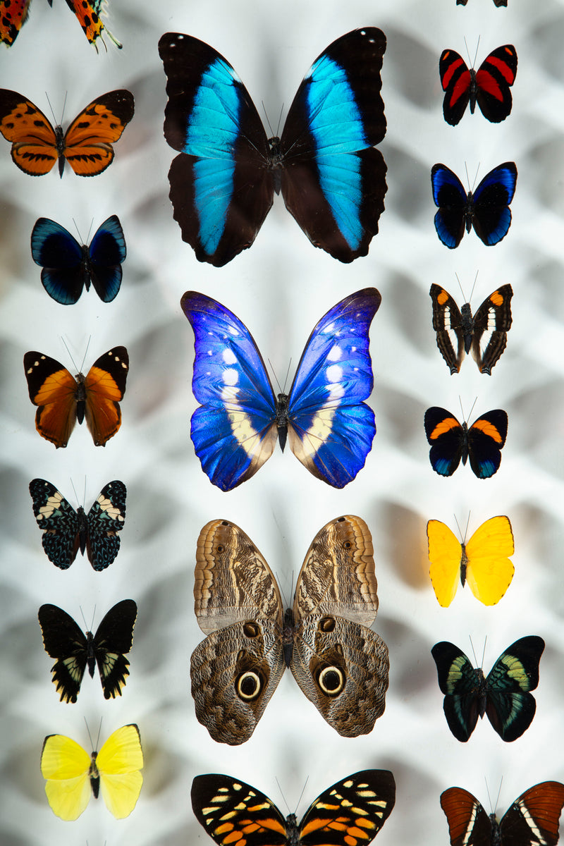 Large Framed Butterfly Swarm - 36" H